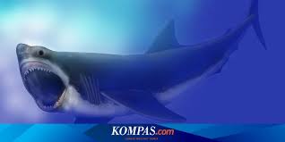 Check spelling or type a new query. Apakah Hiu Raksasa Megalodon Masih Hidup Halaman All Kompas Com