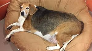 But they can also make a statement. Obese 85 Pound Beagle Gets New Diet Inspired Name Kale Chips Abc7 Los Angeles