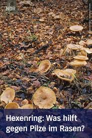 Es sind verschiedene pilzarten, die ihnen hier das wunderbare. Hexenring Was Hilft Gegen Die Pilze Im Rasen Pilze Im Rasen Pilze Pflanzen