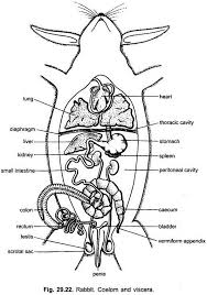 digestive system of rabbit with diagram chordata zoology