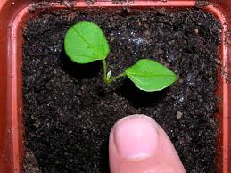 Image result for Amphicarpaea africana