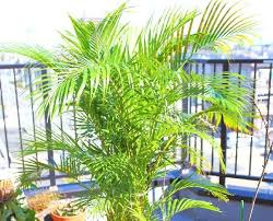 アレカヤシの育て方 水やりや植え替え 剪定の仕方は Greensnap グリーンスナップ