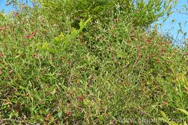 Image result for Jasminum beesianum