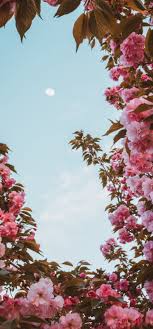 Customize and personalise your desktop, mobile phone and tablet with these free wallpapers! Sakura Flowers Pink Wallpaper 720x1544