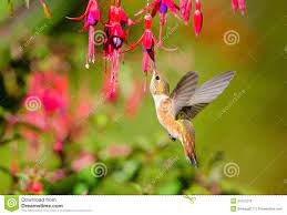 Rufous Hummingbird Feeding On Hardy Fuchsia Flower Stock Photo Fuchsia Flowers How To Attract Hummingbirds Hummingbird Garden