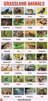 List Of Animals A Big Lesson Of Animal Names With The Pictures Esl Forums In 2021 List Of Animals Animals Name In English Animals Name With Picture