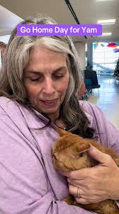 Exotic Shorthair Ginger