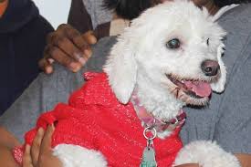 At Thanksgiving, Pet Owners Just Can't Say 'No' to Fido