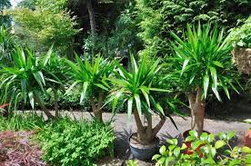 Yucca Elephantipes Plant Care Plants Yucca Plant Care