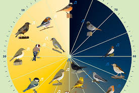 Heimische vögel erkennen und bestimmen. Vogelkunde Vogel Bestimmen Nabu