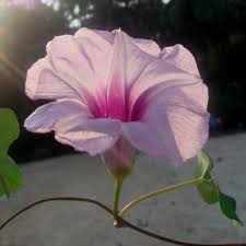 Image result for Ipomoea rubens