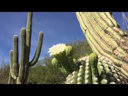 Blooming cactus photo © mike the beautiful orange or pink flowers of cholla cactus are most visible in the late afternoon of the hotter months (may to july) at cave creek recreational area. Saguaros Blooming Around Tucson In Mid November Far Later Than Usual Local News Tucson Com