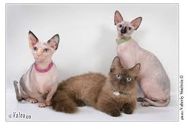 The hairs also provide information about the cat's environment, as they are very sensitive to touch. Minskin Information Health Pictures Training Pet Paw