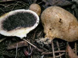 Image result for Scleroderma sp.