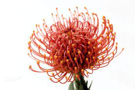 Pin On Botanical Art