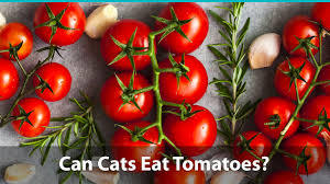 The green part of the tomato plant has a toxic substance called solanine. Can Cats Eat Tomatoes Or Are They Bad For Them
