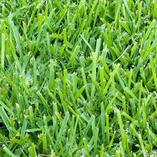 Harmony 500 Sq Ft St Augustine Sod 1 Pallet Hh500sa1 The Home Depot