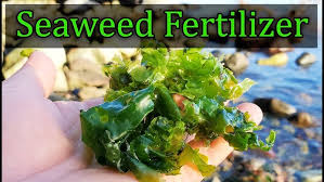 The longer it decomposes, the more concentrate tea liquid fertilizer you will get. How To Improve Plant Growth With A Seaweed Fertiliser Youtube
