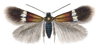 Image result for Stigmella arbusculae