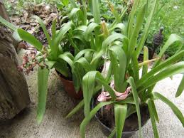 (click here to browse 70 topics on my main site ranging from exotic kaleidoscope designs to the strange world of lucid dreaming.) What To Do With Easter Bulbs Diy Network Blog Made Remade Diy