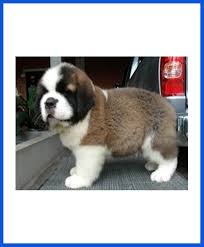 Look at pictures of st. Saint Bernard Dog Puppy For Sale Poddarkennel Call 9810871734