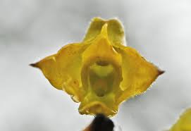 Image result for Polystachya bennettiana