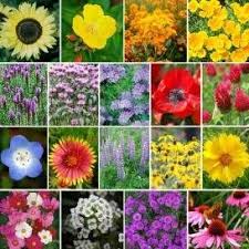 We did not find results for: Amazon Com 4400 Pollinator Attracting Wildflower Seeds To Attract Bees Butterflies And Other Beneficial Insects Patio Lawn Garden