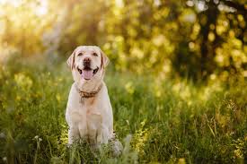 Symptoms of rocky mountain spotted fever in dogs. The Symptoms Of Rocky Mountain Spotted Fever In Dogs West Chester Veterinary Medical Center