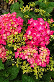 We did not find results for: Pink Elf French Hydrangea Shrubs At Lowes Com