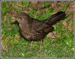 Black Bird With Black Beak Uk Funny Animals Common Garden Birds Bird Garden Black Bird