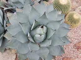 Image result for Thesium pygmaeum