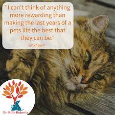 Wellness Animals Cats Dogs Quotes Pet Loss Grief Animal Quotes Pet Life