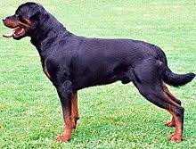 Rondo is a male rottweiler dog and he is eleven moths old. Rottweiler Wikipedia