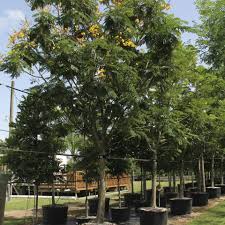 Image result for Limeum pterocarpum