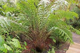 Image result for Todea