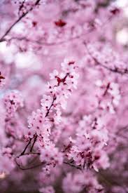 Maybe you would like to learn more about one of these? Early Spring In Monterey Carmel By The Sea Beautiful Flowers Pictures Lilac Flowers Love Flowers