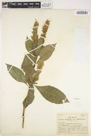 Image result for Lankesteria alba