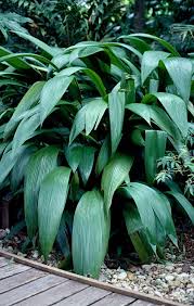 Image result for Molineria