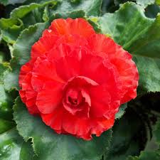 Image result for Begonia