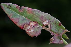 Image result for Enteucha acetosae