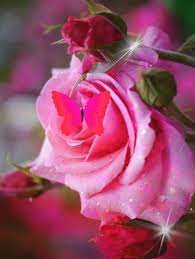 Pink Rose Animation Beautiful Rose Flowers Beautiful Flowers Pictures Beautiful Roses