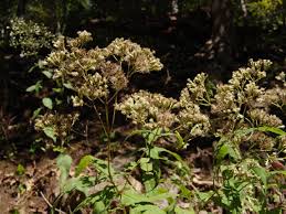 Image result for Hypericophyllum elatum