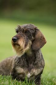 Because of their shape and stature, dachshunds can be prone to back injuries and disc damage, especially as. Dachshund Min Wire Haired Breeds A Z The Kennel Club