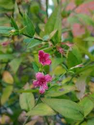 Image result for Jasminum beesianum