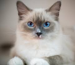 Ragdoll Kedisi Bez Bebek Kedisi Juen Pet Market Blog