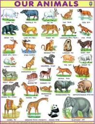 jumbo animal chart for children paper print 40 inch x 54