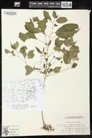 Image result for Impatiens austrotanzanica