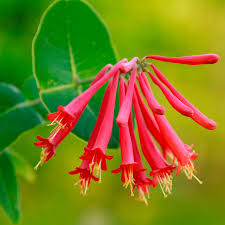 Image result for Lonicera confusa