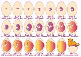 Embryo Chart Hatching Chickens Incubating Chicken Eggs