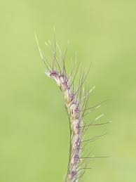 Image result for Dichanthium annulatum